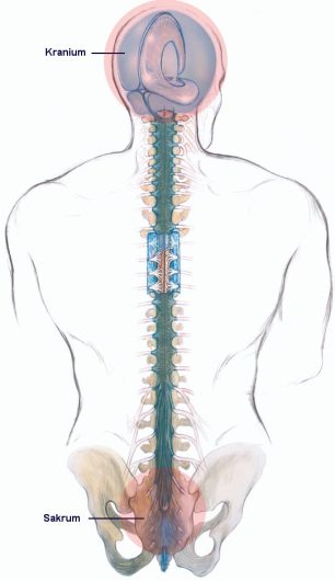 craniosacral-system (2) craniosacral-system (2)